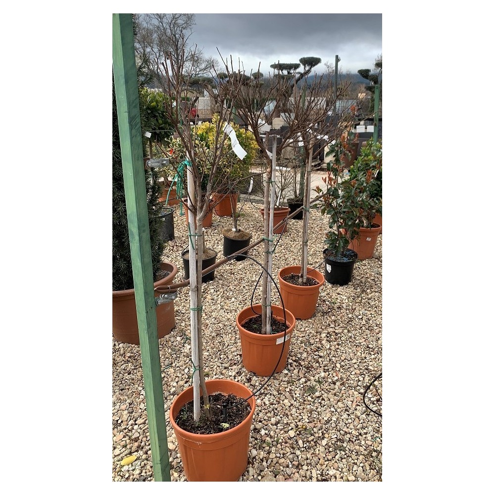 Lagerstroemia Indica o Árbol de Júpiter