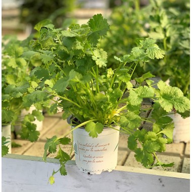 CILANTRO 
