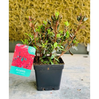AZALEA JAPÓNICA 
