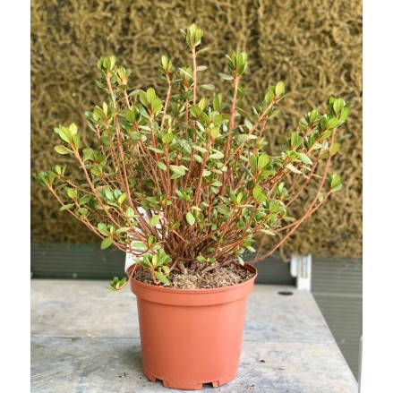 AZALEA JAPÓNICA 