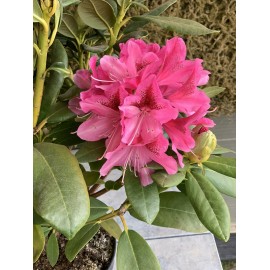 RHODODENDRON 5L