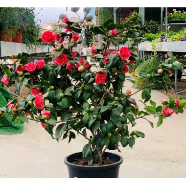 CAMELIA
