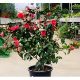 CAMELIA