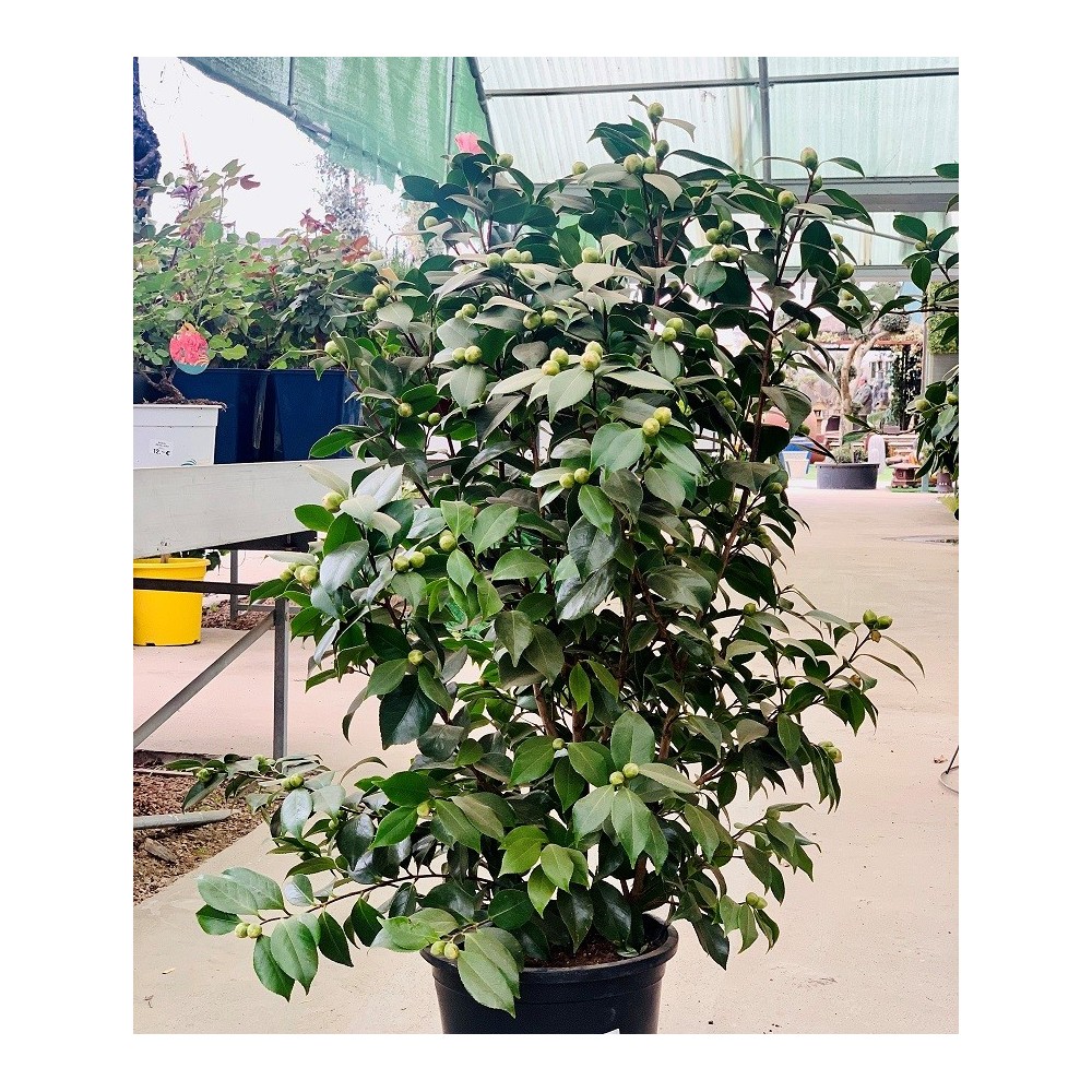 CAMELIA