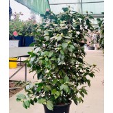 CAMELIA