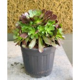 AEONIUM