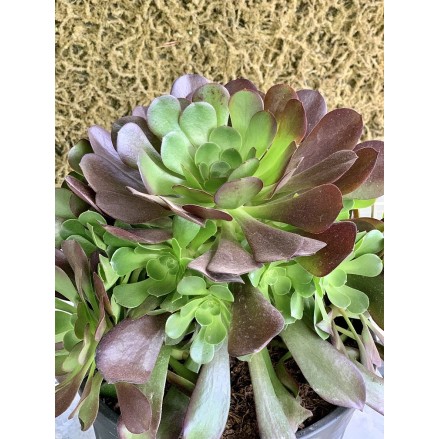 AEONIUM