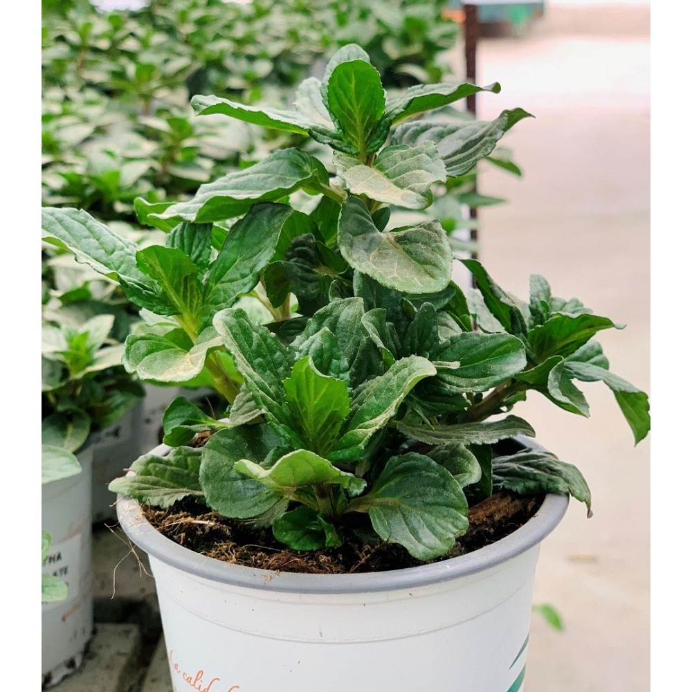 MENTA 