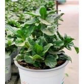 MENTA 