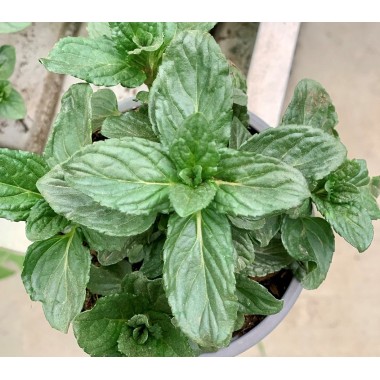 MENTA 