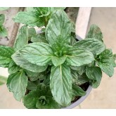 MENTA 