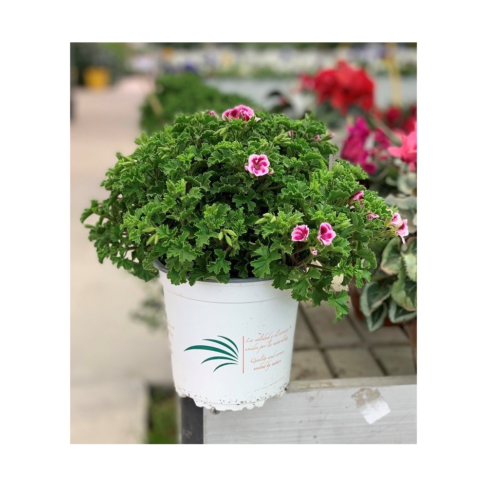 PELARGONIUM