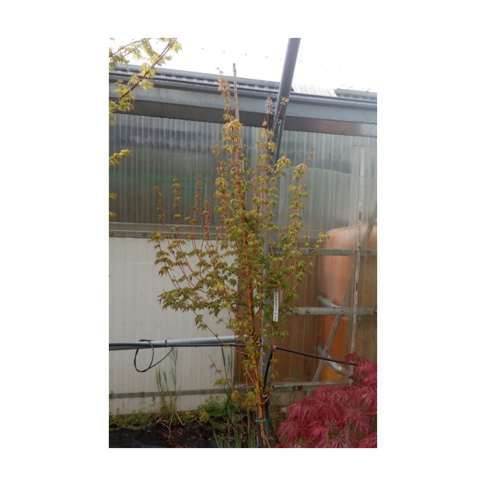 ACER PALMATUM BI-HOO
