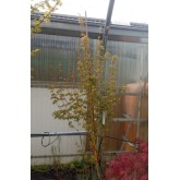 ACER PALMATUM BI-HOO