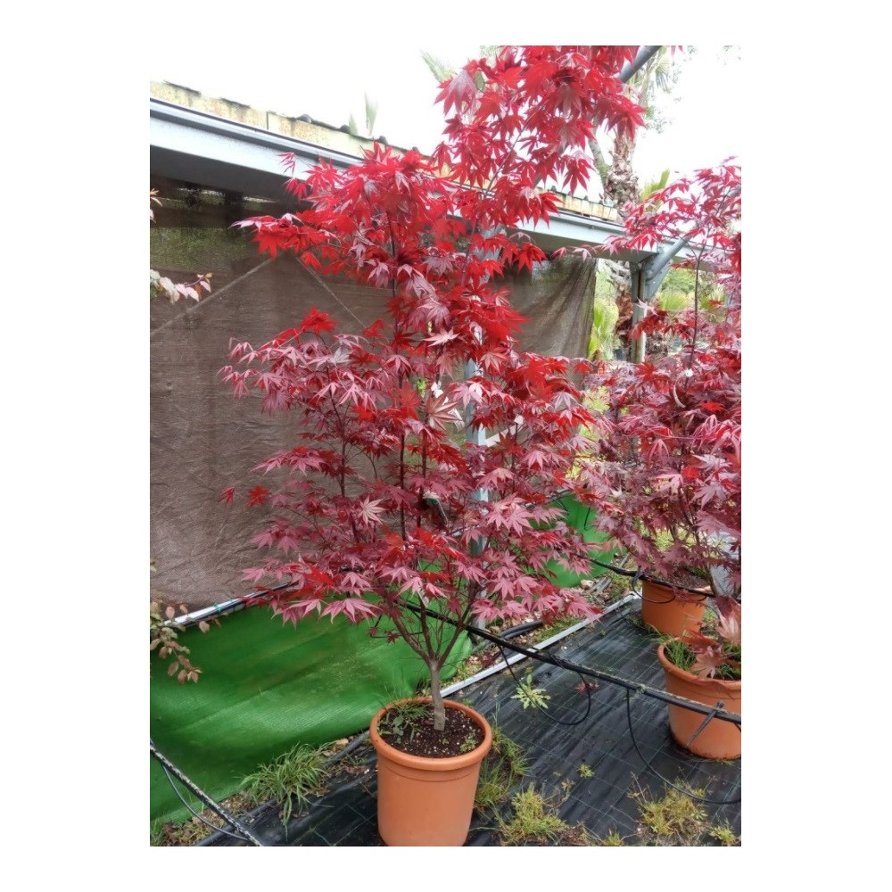 ACER PALMATUM BLOODGOOD