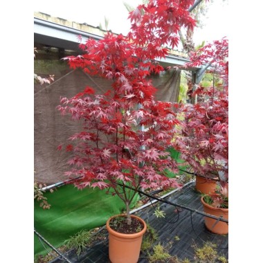 ACER PALMATUM BLOODGOOD