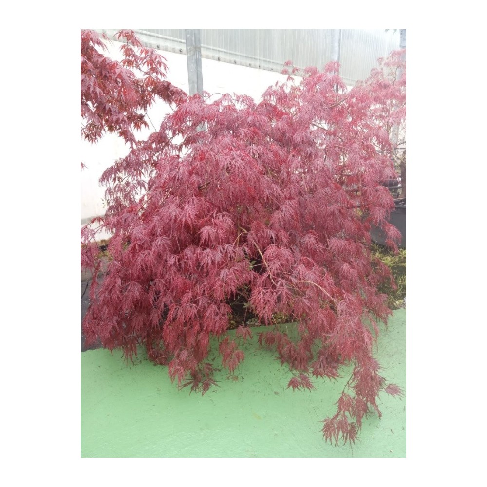 ACER PALMATUM GARNET