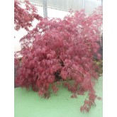 ACER PALMATUM GARNET