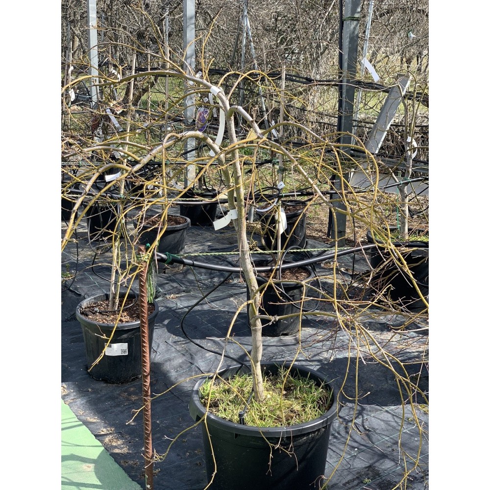 ACER PALMATUM GARNET