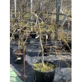 ACER PALMATUM GARNET