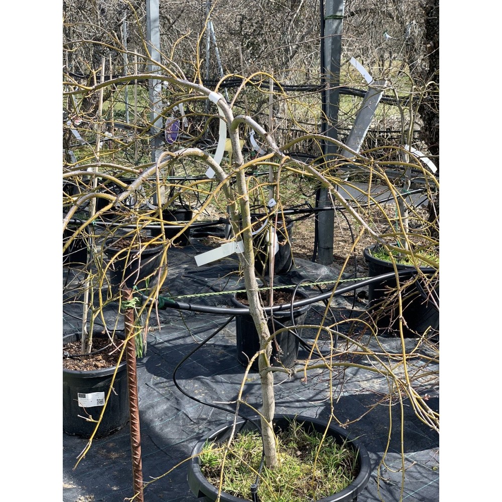 ACER PALMATUM GARNET