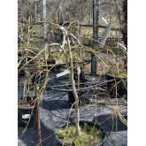 ACER PALMATUM GARNET