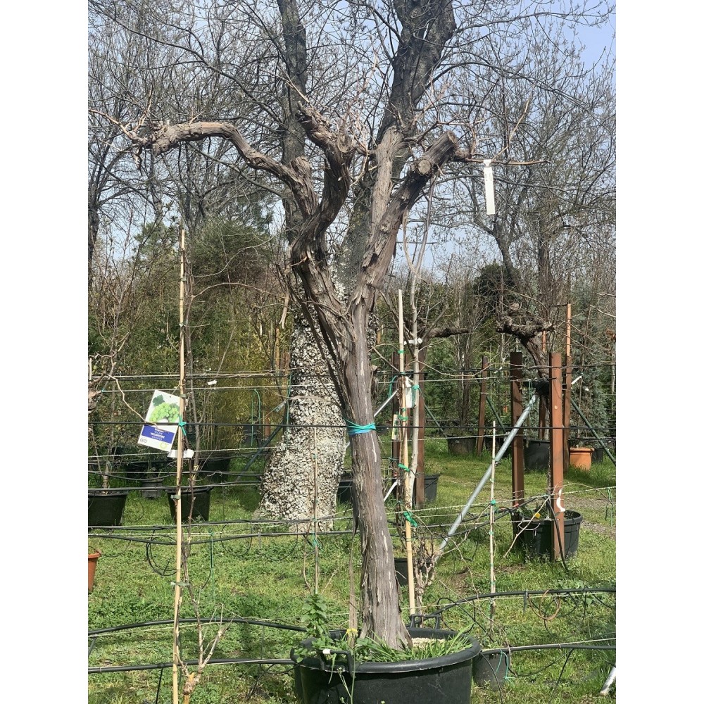 PARRA ALTA 'VITIS VINIFERA' 2