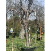 PARRA ALTA 'VITIS VINIFERA' 2