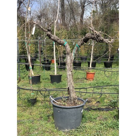 PARRA ALTA 'VITIS VINIFERA'