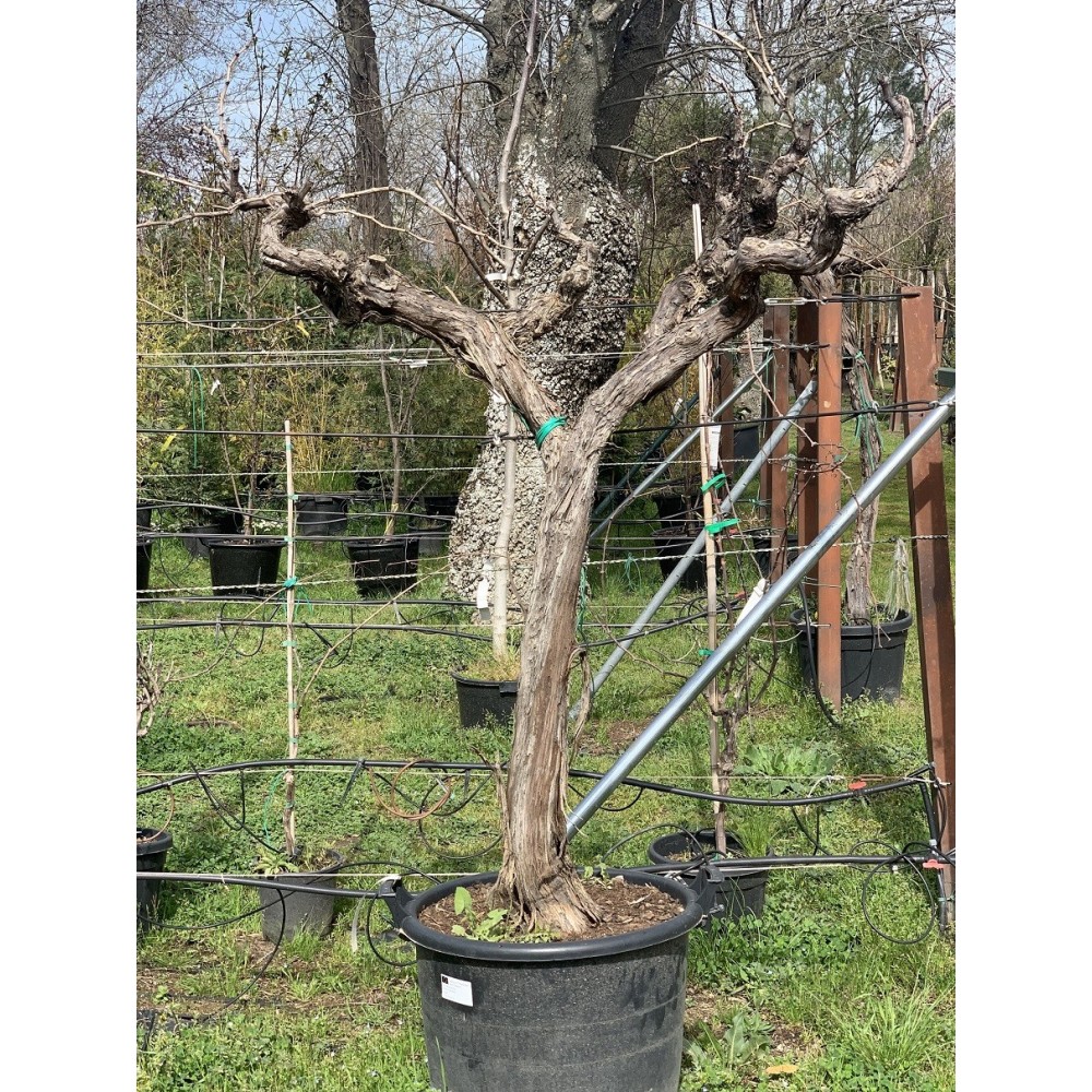PARRA ALTA 'VITIS VINIFERA' 3 T20-30