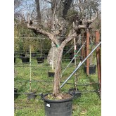 PARRA ALTA 'VITIS VINIFERA' 3 T20-30