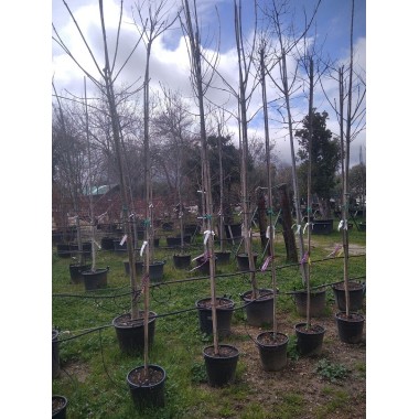 LAGESTROEMIA O ÁRBOL JÚPITER