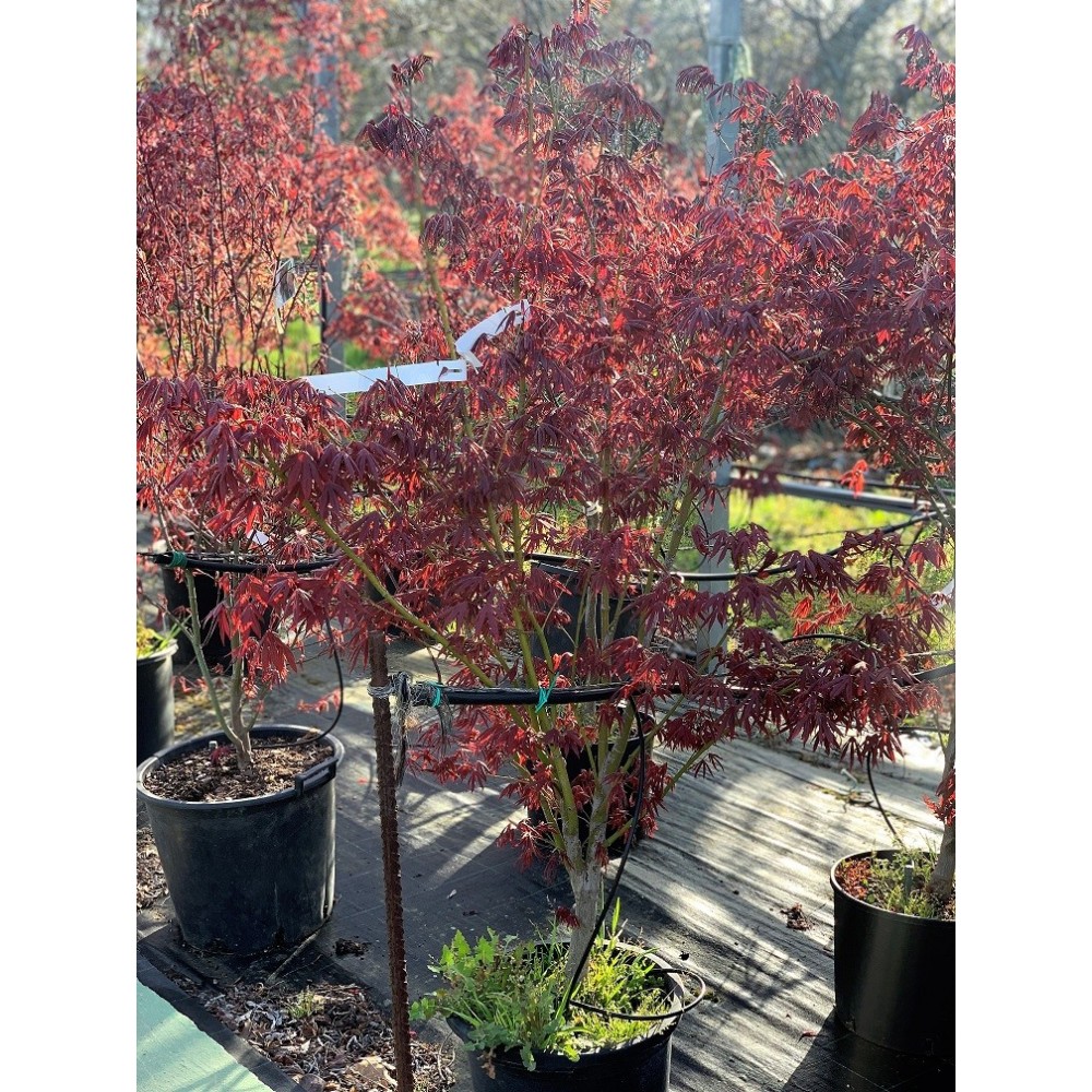 ACER PALMATUM ATROPURPUREA