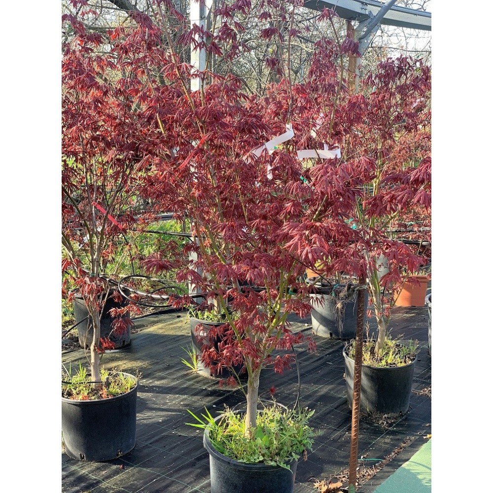 ACER PALMATUM ATROPURPUREA