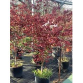 ACER PALMATUM ATROPURPUREA