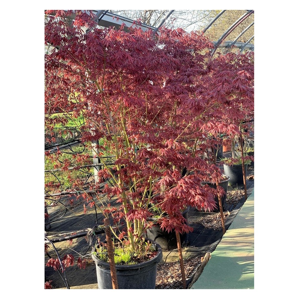 ACER PALMATUM ATROPURPUREA