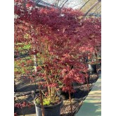 ACER PALMATUM ATROPURPUREA