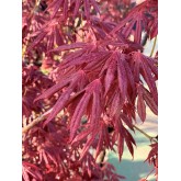 ACER PALMATUM ATROPURPUREA