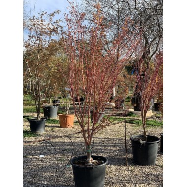 ACER PALMATUM SANGOKAKU