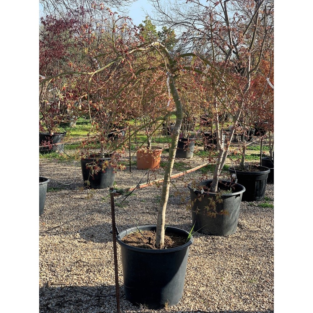 ACER PALMATUM DISSECTUM VIRIDIS