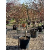 ACER PALMATUM DISSECTUM VIRIDIS