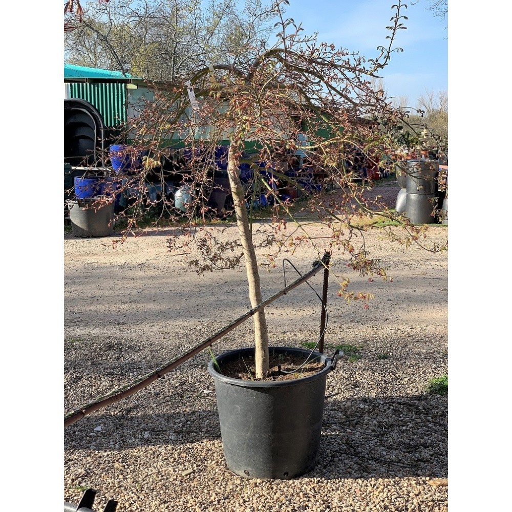 ACER PALMATUM DISSECTUM VIRIDIS