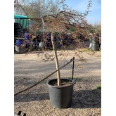 ACER PALMATUM DISSECTUM VIRIDIS