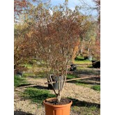ACER PALMATUM KOTO NO ITO