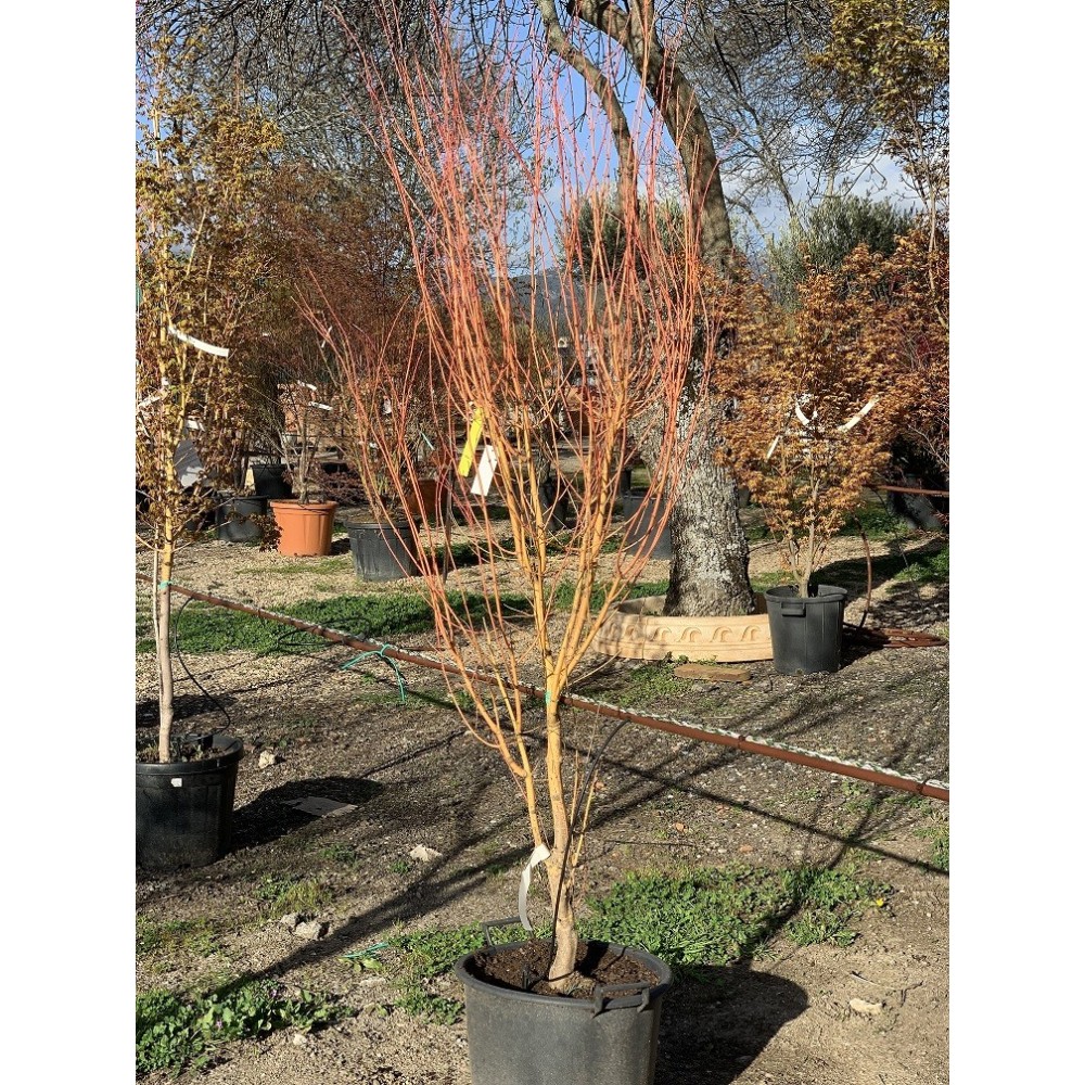 ACER PALMATUM BI-HOO
