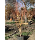 ACER PALMATUM BI-HOO