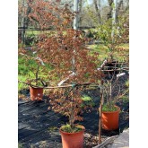 ACER PALMATUM VERDE