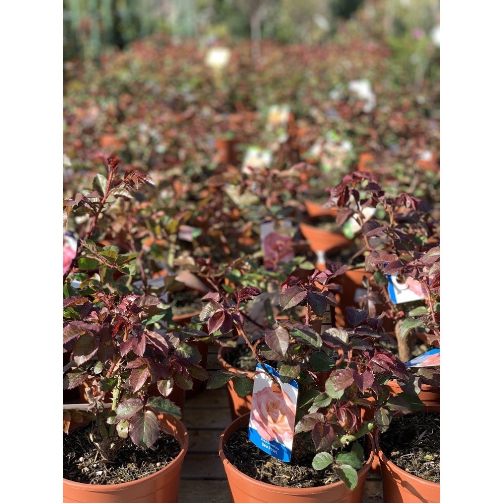 ROSAL SEA PEARL ROSA