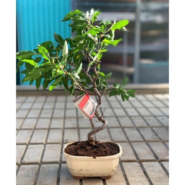 BONSAI 8 AÑOS PRUNUS DULCIS