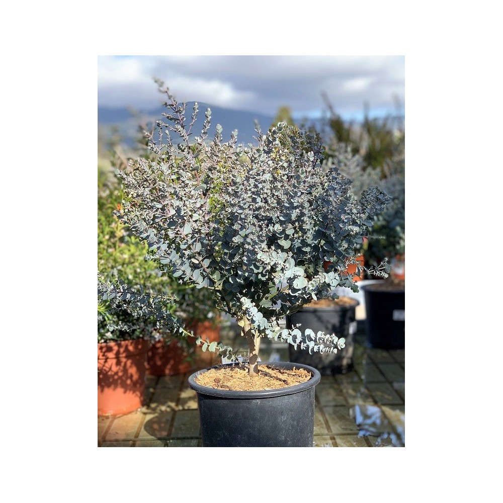 EUCALYPTUS GUMI